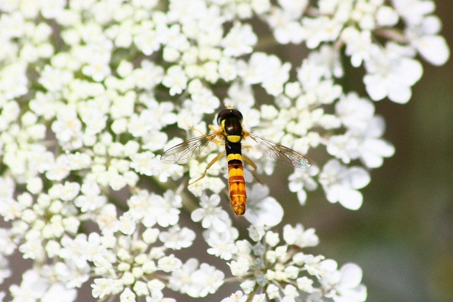 Syrphide  (?) da identificare